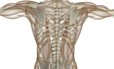 muscles2.jpg