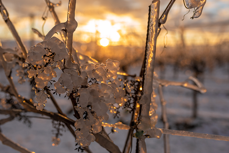 Le projet Plantifreeze, coup de cœur du Biomim’Challenge 2022 !