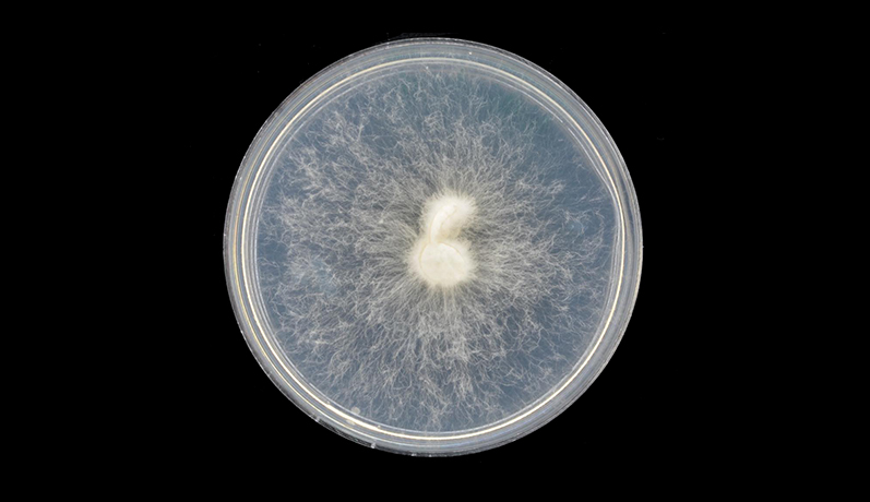 Pétrole & pollution : Fungarise, un SupBiotech Innovative Project qui veut dégrader durablement les déchets hydrocarbures avec des champignons !