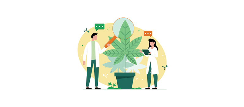 Et si le cannabis soignait le monde ? Le défi passionnant de Naomi et Héloïse, deux ingénieures de SupBiotech ! - STH Biotech