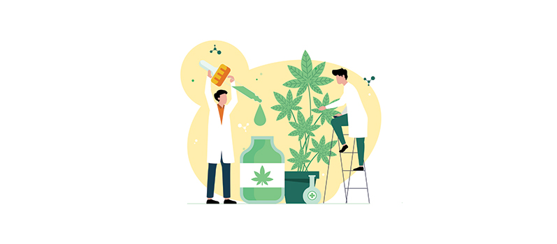 Et si le cannabis soignait le monde ? Le défi passionnant de Naomi et Héloïse, deux ingénieures de SupBiotech ! - STH Biotech